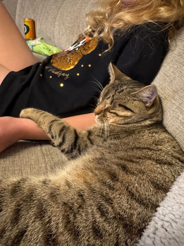 Male 1 year & 10 months Tabby cat - Image 3 of 5