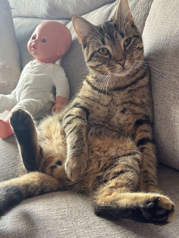 Male 1 year & 10 months Tabby cat - Image 4 of 5