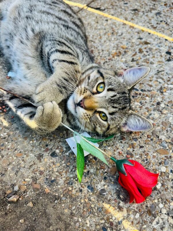 Male 1 year & 10 months Tabby cat - Image 5 of 5