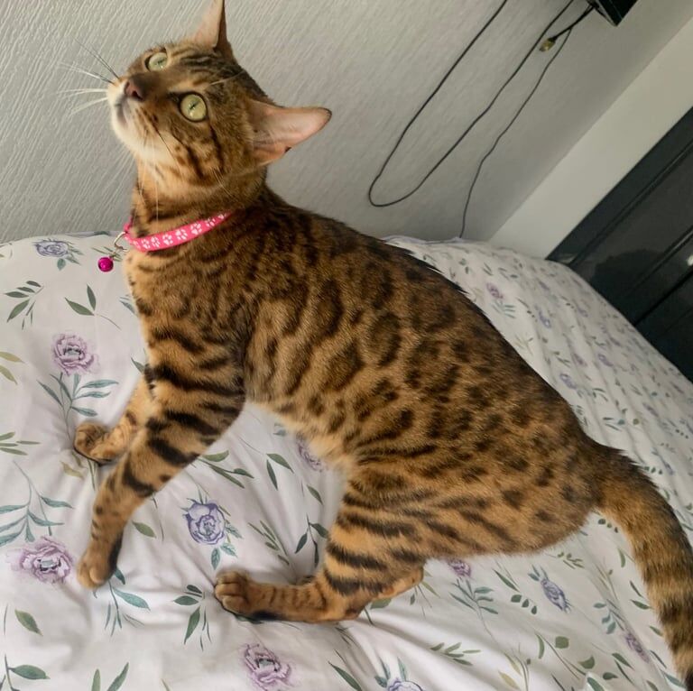 Bengal kittens for sale in Epsom, Surrey – 3 years old