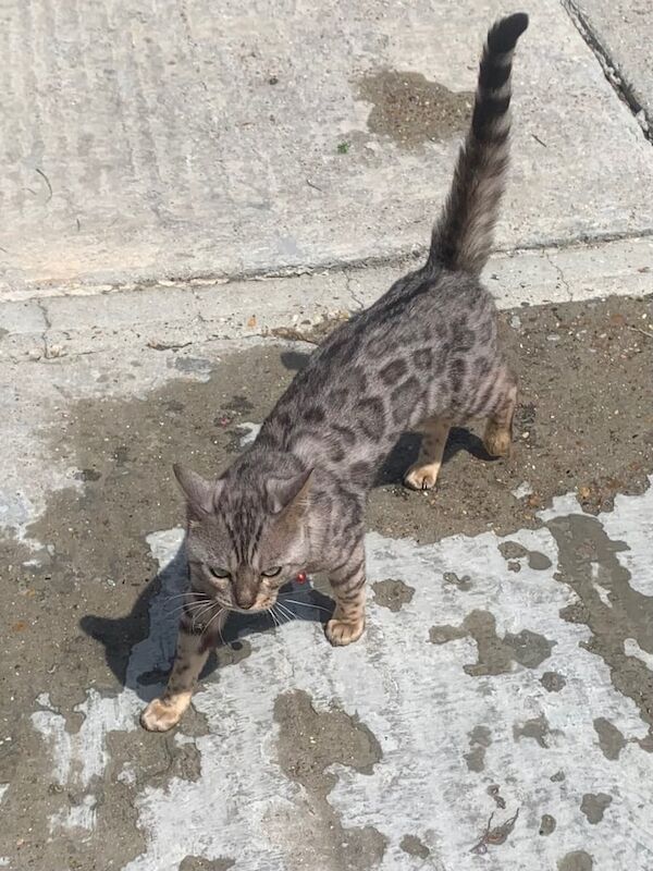 Bengal kittens for sale in Epsom, Surrey – 3 years old - Image 2 of 3