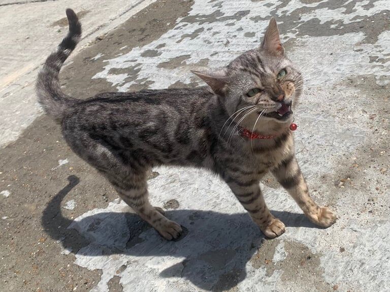Bengal kittens for sale in Epsom, Surrey – 3 years old - Image 3 of 3