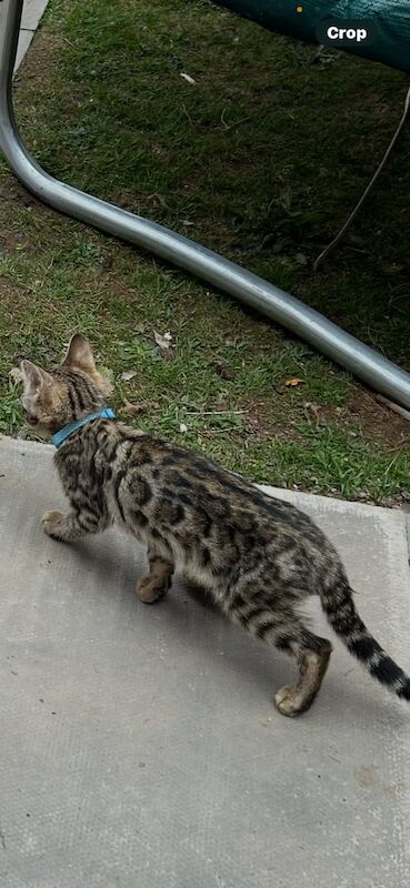 Male and female Bengal kittens for sale in Sandwell, West Midlands