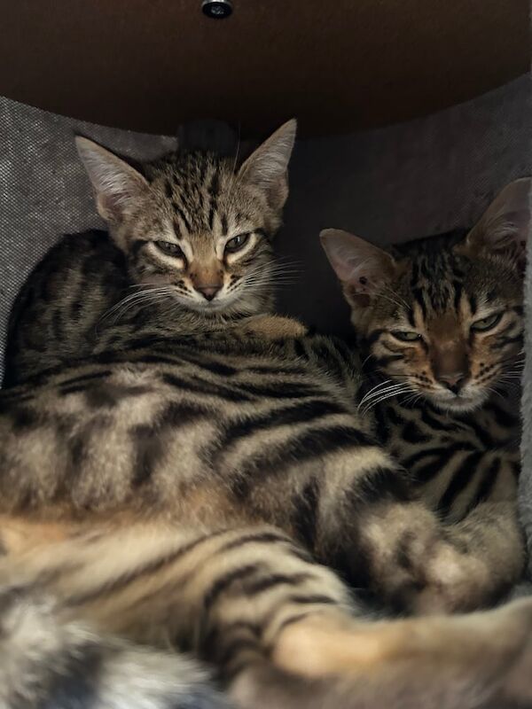 Male and female Bengal kittens for sale in Sandwell, West Midlands | Image 2