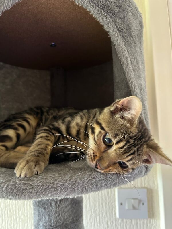 Male and female Bengal kittens for sale in Sandwell, West Midlands | Image 3