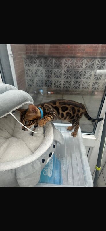 Bengal kittens for sale in Bolton, Greater Manchester – 3 months old