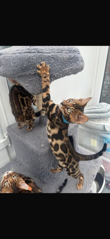 Bengal kittens for sale in Bolton, Greater Manchester – 3 months old - Image 2 of 3