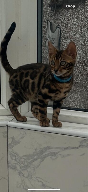 Bengal kittens for sale in Bolton, Greater Manchester – 3 months old - Image 3 of 3