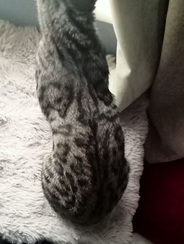 Bengal kittens for sale in Manchester, Greater Manchester – 4 months old - Image 2 of 14