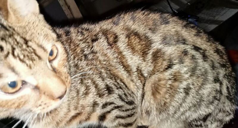 Bengal kittens for sale in Manchester, Greater Manchester – 4 months old - Image 3 of 14