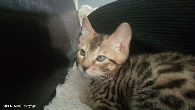 Bengal kittens for sale in Manchester, Greater Manchester – 4 months old - Image 4 of 14