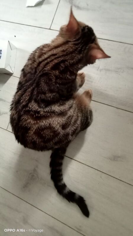 Bengal kittens for sale in Manchester, Greater Manchester – 4 months old - Image 5 of 14