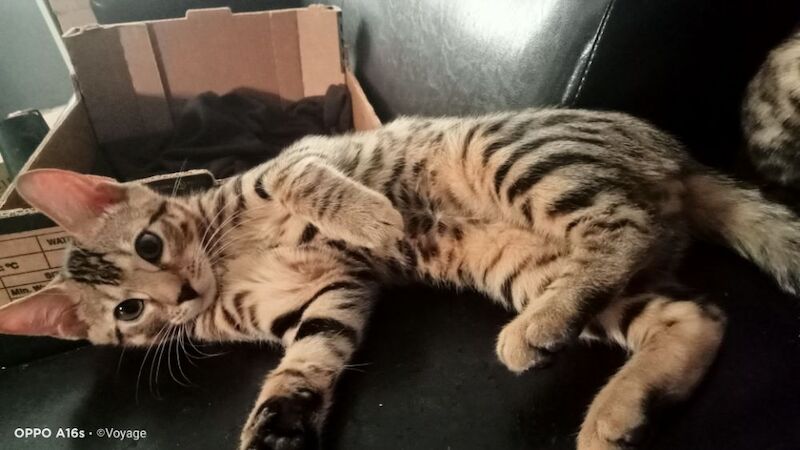 Bengal kittens for sale in Manchester, Greater Manchester – 4 months old - Image 6 of 14