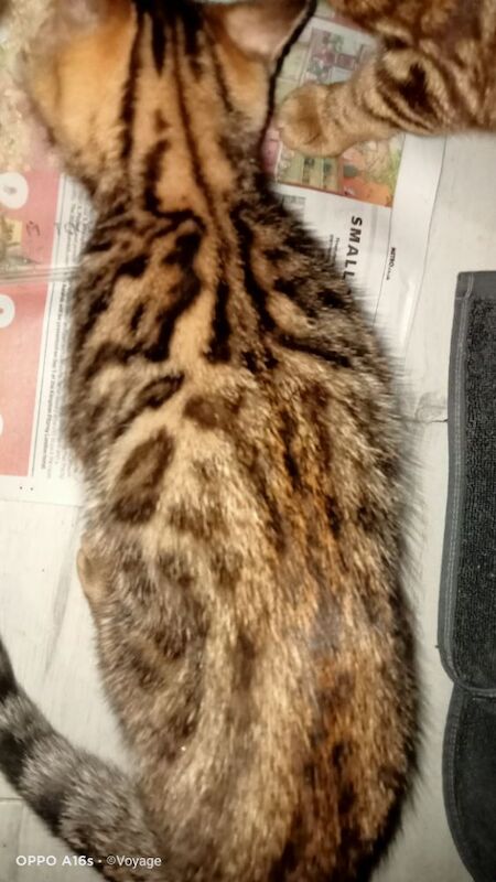 Bengal kittens for sale in Manchester, Greater Manchester – 4 months old - Image 7 of 14