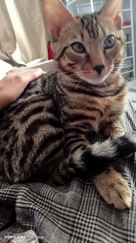 Bengal kittens for sale in Manchester, Greater Manchester – 4 months old - Image 8 of 14