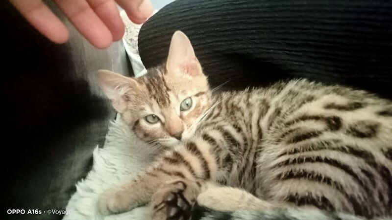 Bengal kittens for sale in Manchester, Greater Manchester – 4 months old - Image 9 of 14