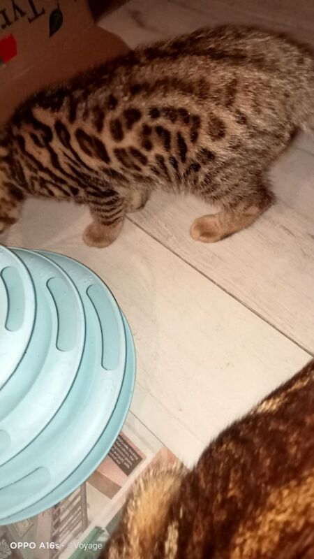 Bengal kittens for sale in Manchester, Greater Manchester – 4 months old - Image 10 of 14