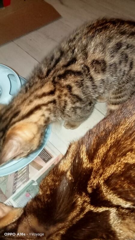 Bengal kittens for sale in Manchester, Greater Manchester – 4 months old - Image 12 of 14