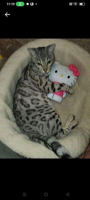 Bengal kittens for sale in Manchester, Greater Manchester – 4 months old - Image 13 of 14