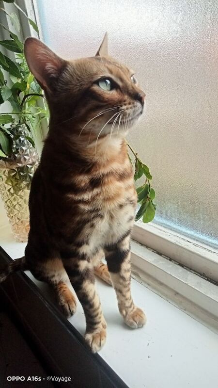 Bengal kittens for sale in Manchester, Greater Manchester – 4 months old - Image 14 of 14