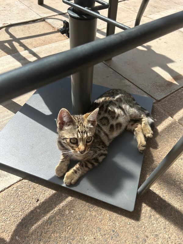 Bengal kittens for sale in Sandwell, West Midlands – 7 months old
