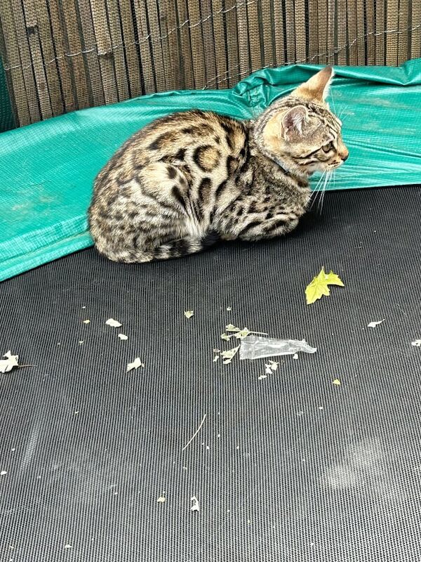 Bengal kittens for sale in Sandwell, West Midlands – 7 months old - Image 2 of 3
