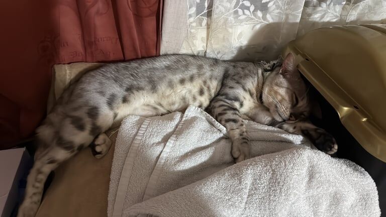 Bengal kittens for sale in Portslade Village, East Sussex – 3 years old