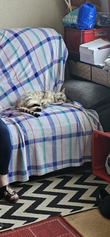 Bengal kittens for sale in Portslade Village, East Sussex – 3 years old - Image 3 of 3