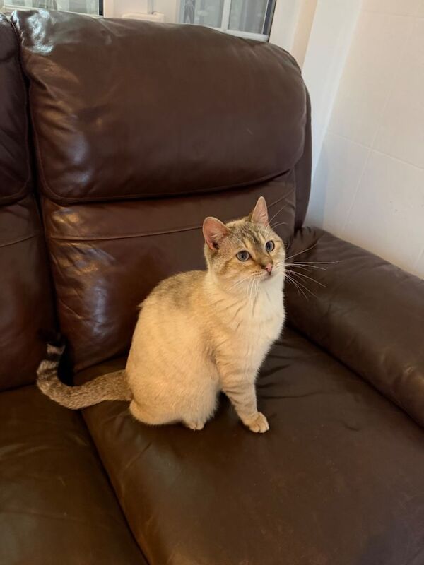 Male Bengal Cat- 16 months old- fully vaccinated