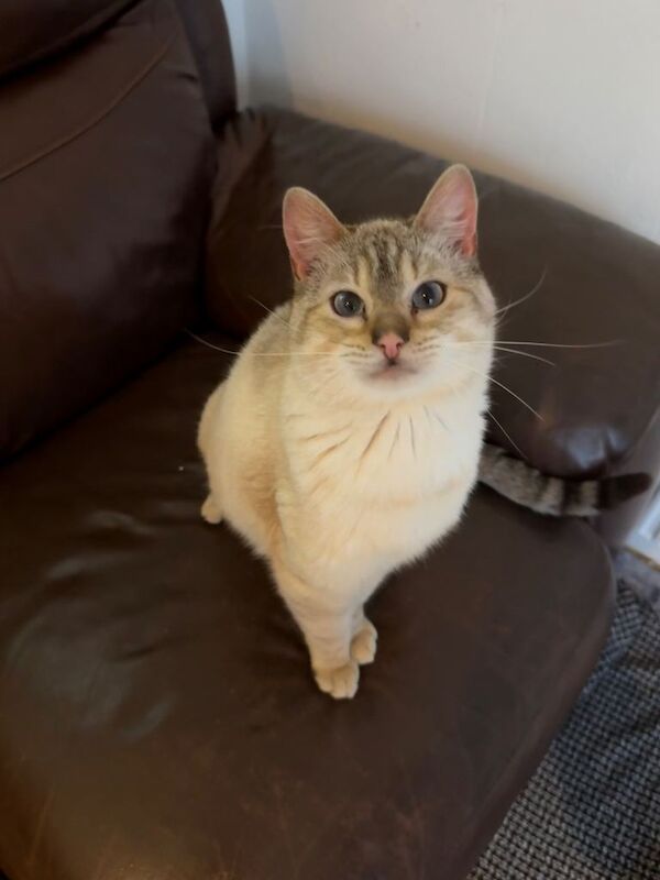 Male Bengal Cat- 16 months old- fully vaccinated - Image 2 of 5