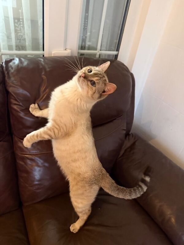 Male Bengal Cat- 16 months old- fully vaccinated - Image 3 of 5