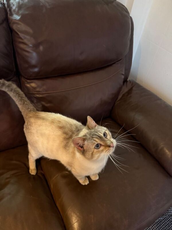 Male Bengal Cat- 16 months old- fully vaccinated - Image 4 of 5