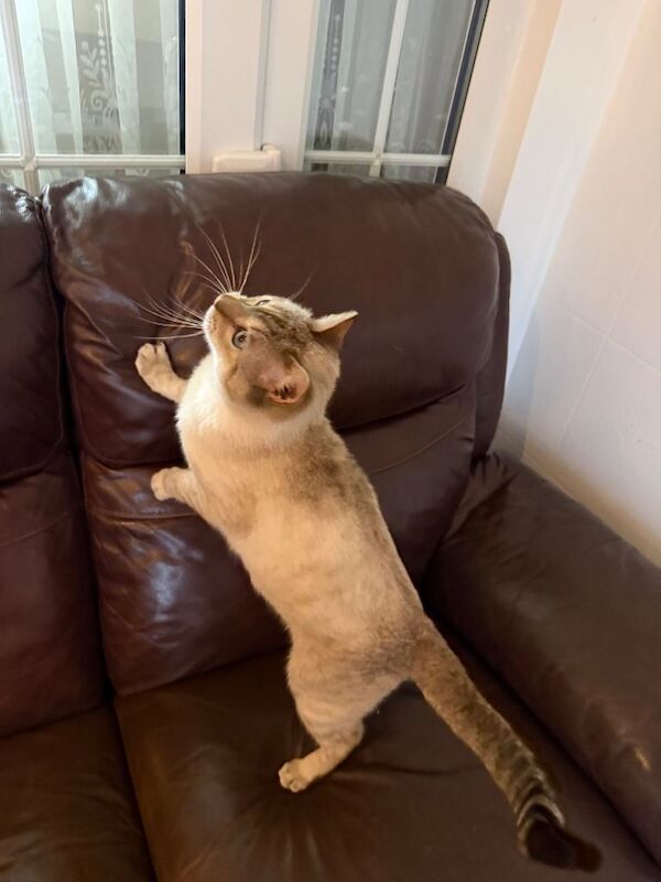 Male Bengal Cat- 16 months old- fully vaccinated - Image 5 of 5