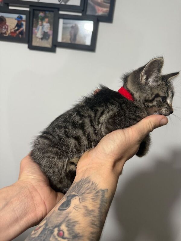 Bengal kittens for sale in Southampton, Hampshire – 9 weeks old