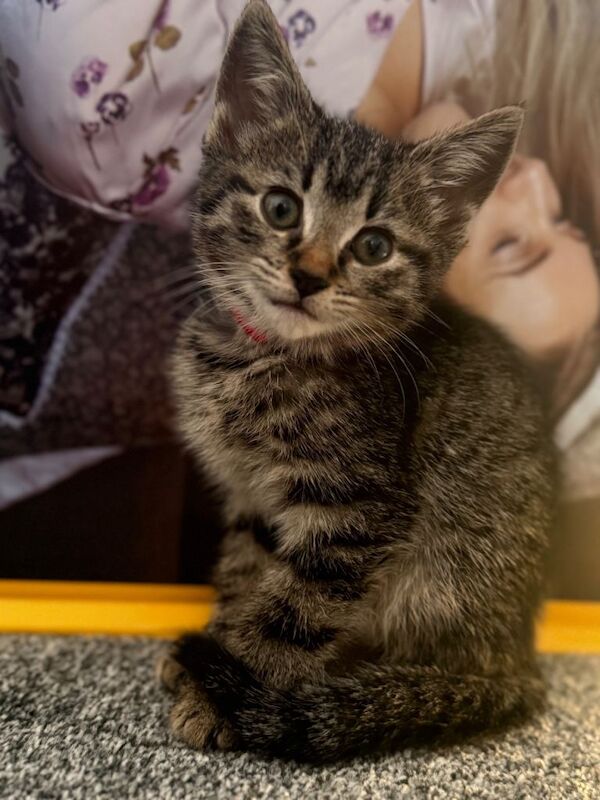 Bengal kittens for sale in Southampton, Hampshire – 9 weeks old - Image 2 of 3