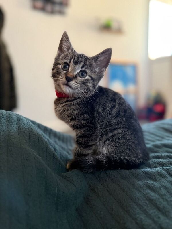Bengal kittens for sale in Southampton, Hampshire – 9 weeks old - Image 3 of 3