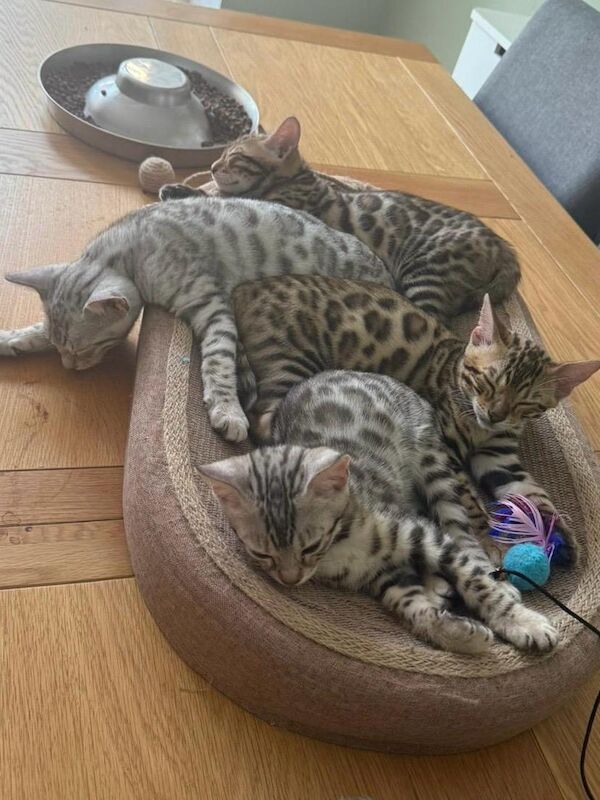 Brown Bengal kittens for sale in Northampton, Northamptonshire – 3 months old