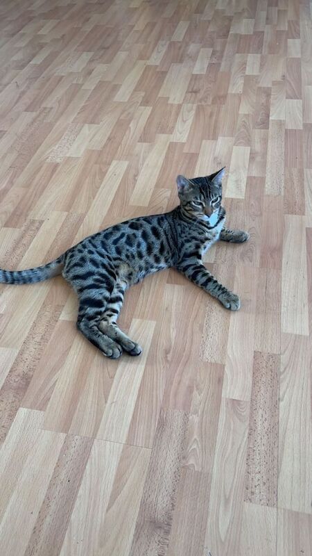 Bengal kittens for sale in Edgware, Greater London – 4 months old