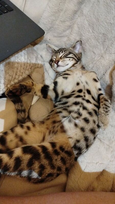 Bengal kittens for sale in Edgware, Greater London – 4 months old - Image 2 of 3