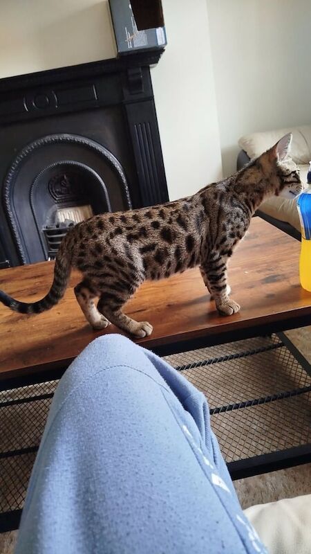 Bengal kittens for sale in Edgware, Greater London – 4 months old - Image 3 of 3