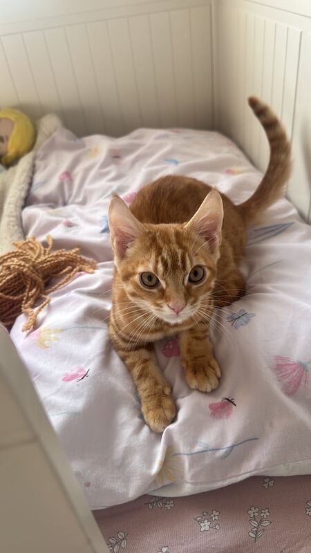 Bengal kittens for sale in Lichfield, Staffordshire – 4 months old