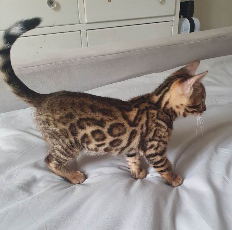 Bengal Kittens For Sale
