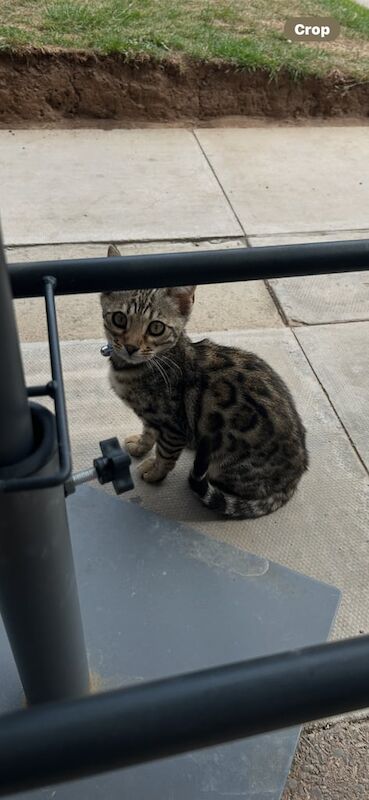 Bengal kittens for sale in Sandwell, West Midlands – 7 months old