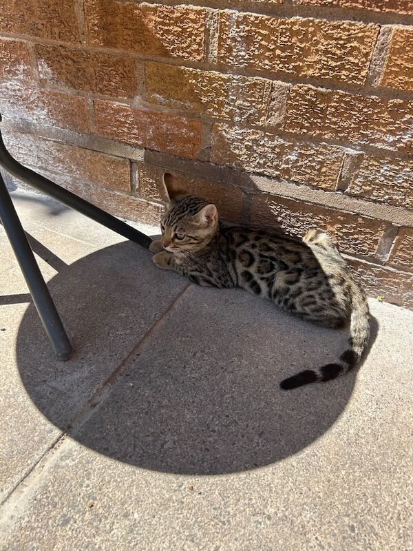 Bengal kittens for sale in Sandwell, West Midlands – 7 months old - Image 2 of 2
