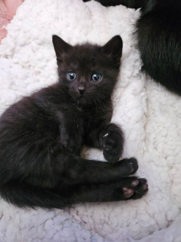 Bengal Kittens For Sale Under £300