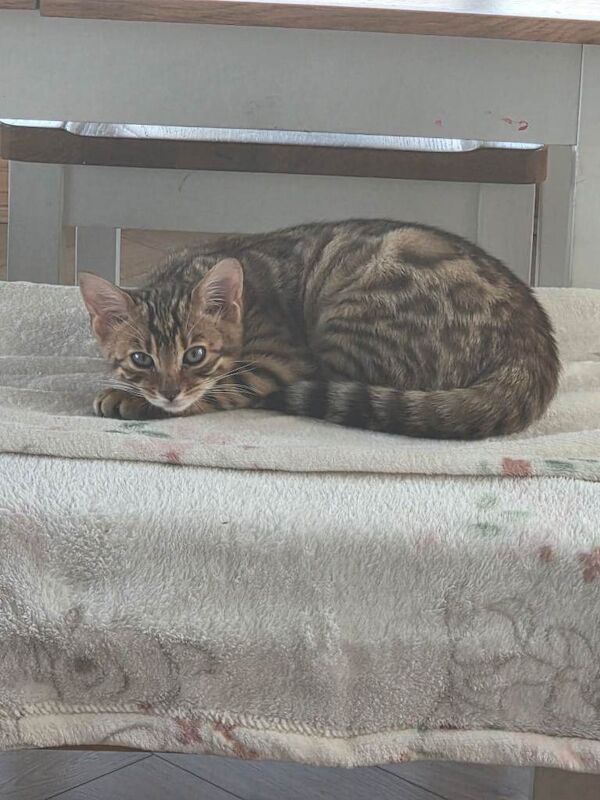 Bengal kittens for sale in Dungiven, County Londonderry – 3 months old