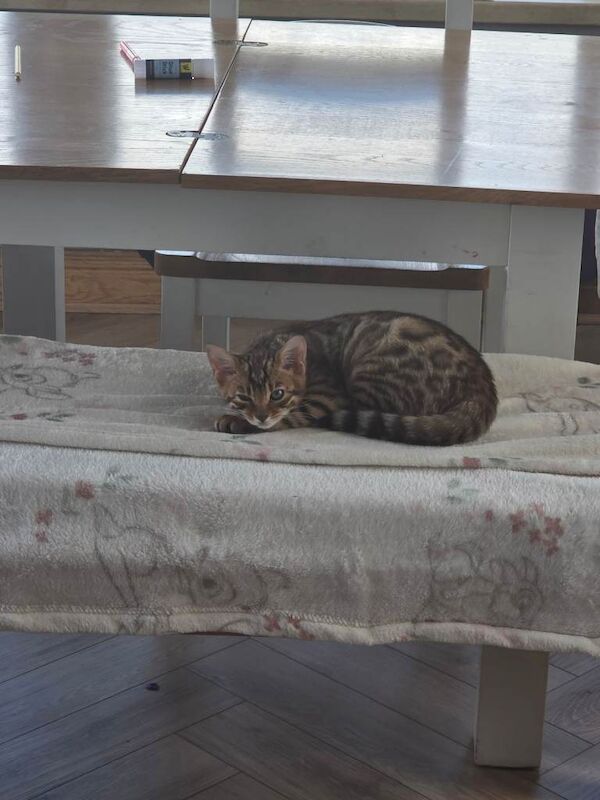 Bengal kittens for sale in Dungiven, County Londonderry – 3 months old - Image 2 of 2