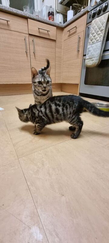 Bengal kittens for sale in Rubery, West Midlands β 10 weeks old