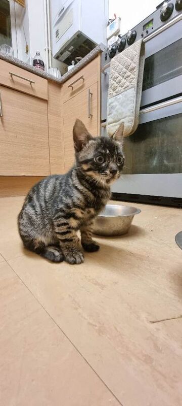 Bengal kittens for sale in Rubery, West Midlands – 10 weeks old - Image 2 of 3