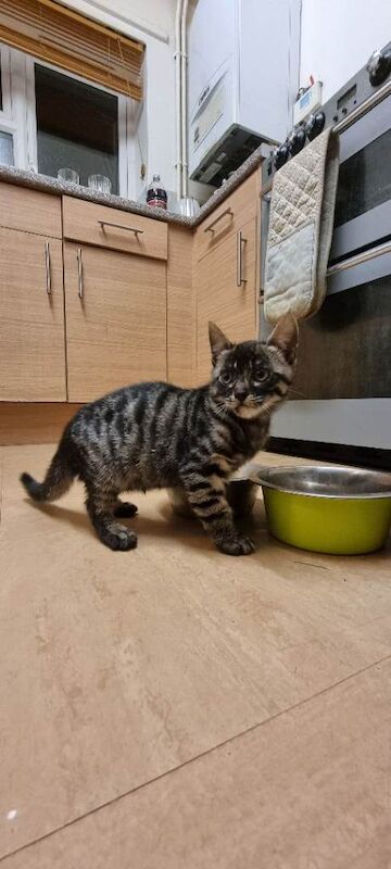 Bengal kittens for sale in Rubery, West Midlands – 10 weeks old - Image 3 of 3